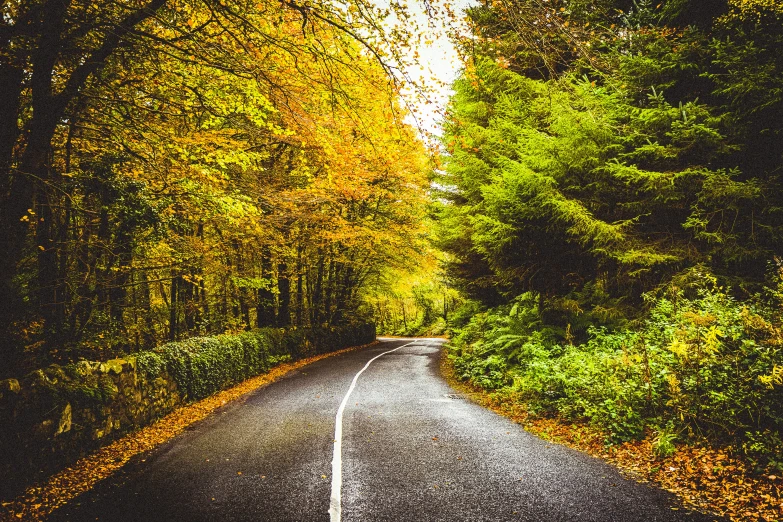 the image shows a road that is surrounded by trees and leaves