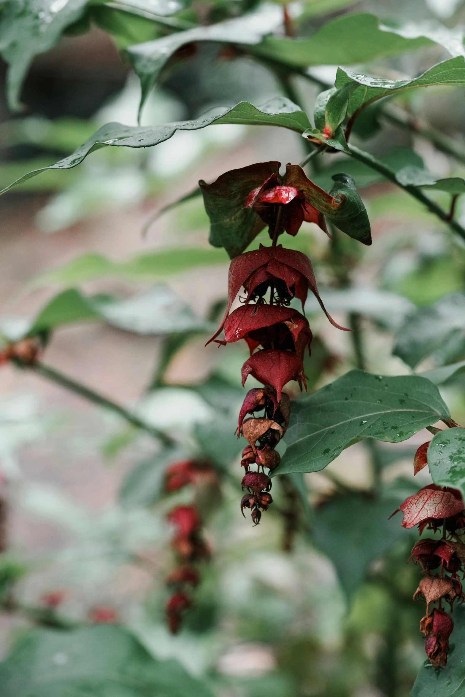 some red flowers are hanging on the nches