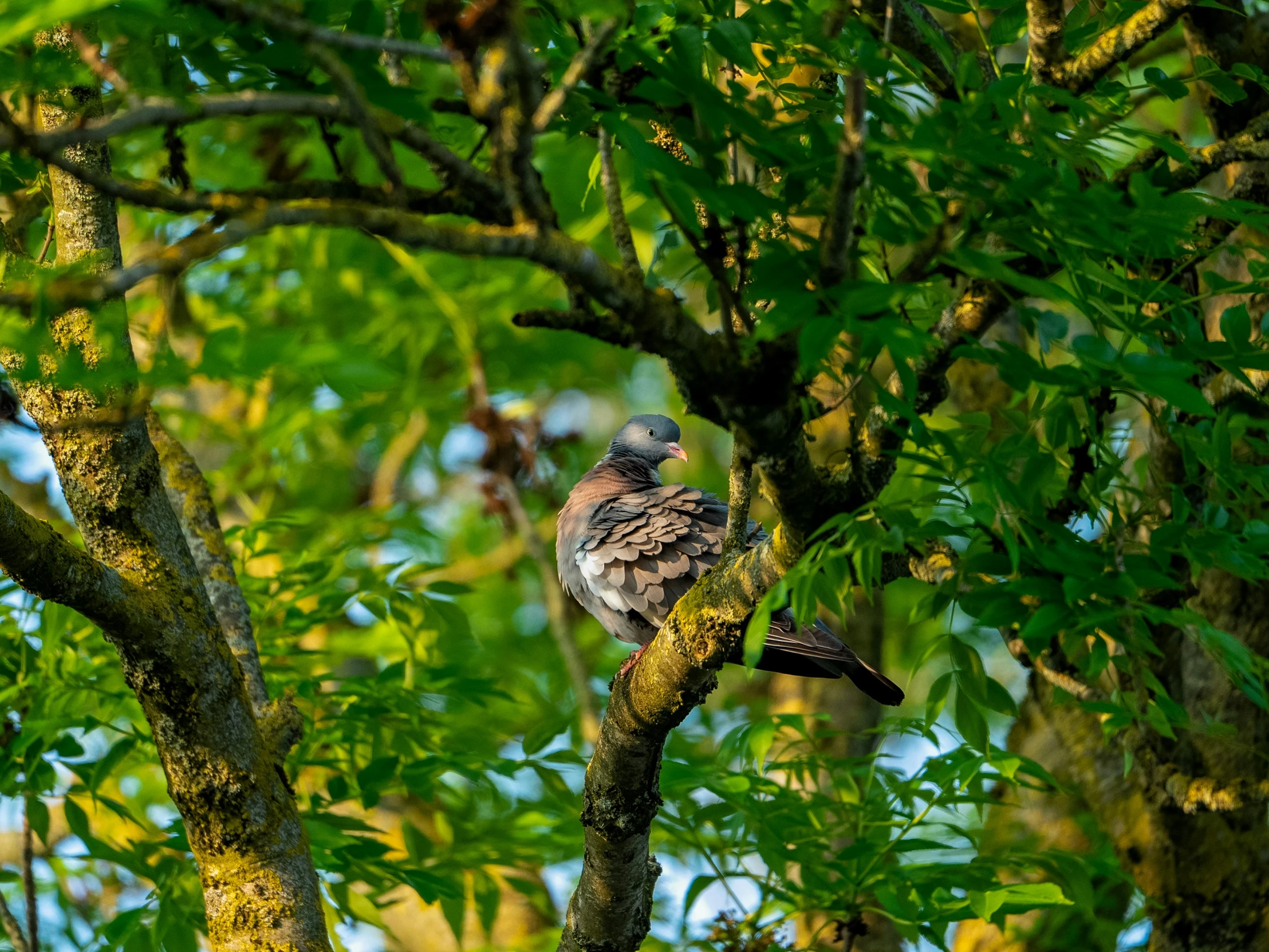 a bird perches on the limb of a tree