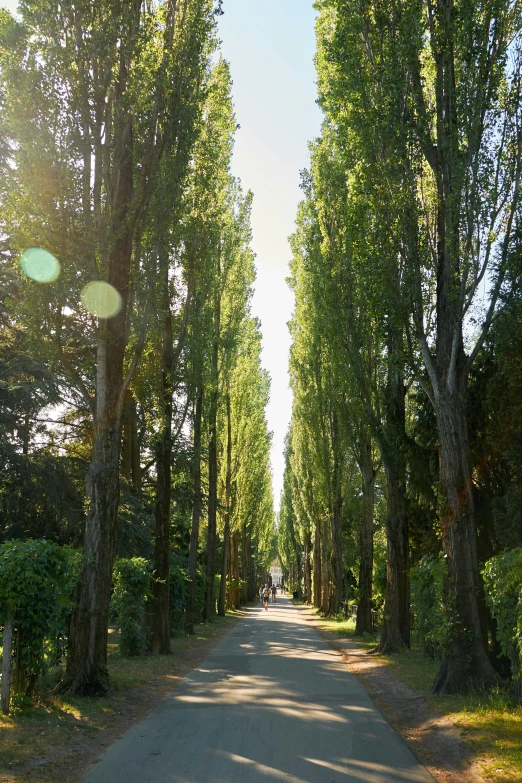 a road lined with trees along a dirt road