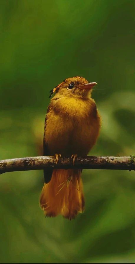 a small yellow bird sits on a thin twig