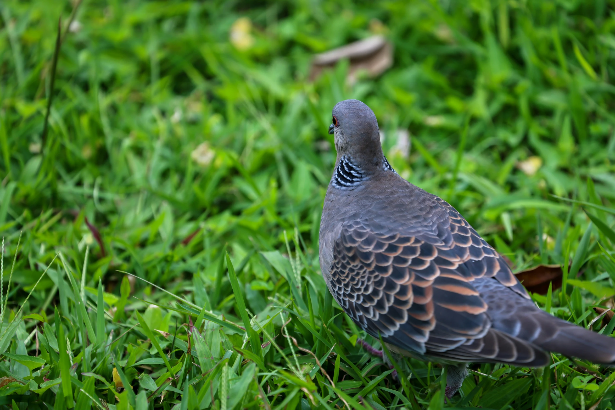 a grey pigeon standing in some grass and staring