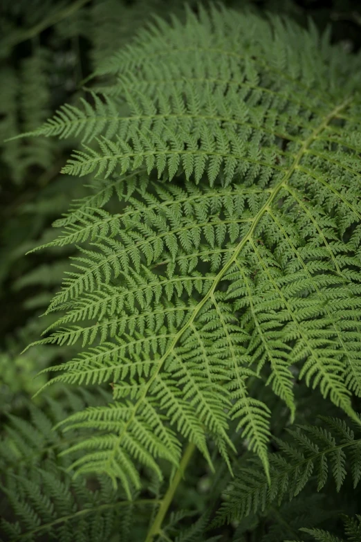 a close up po of the underside of a plant