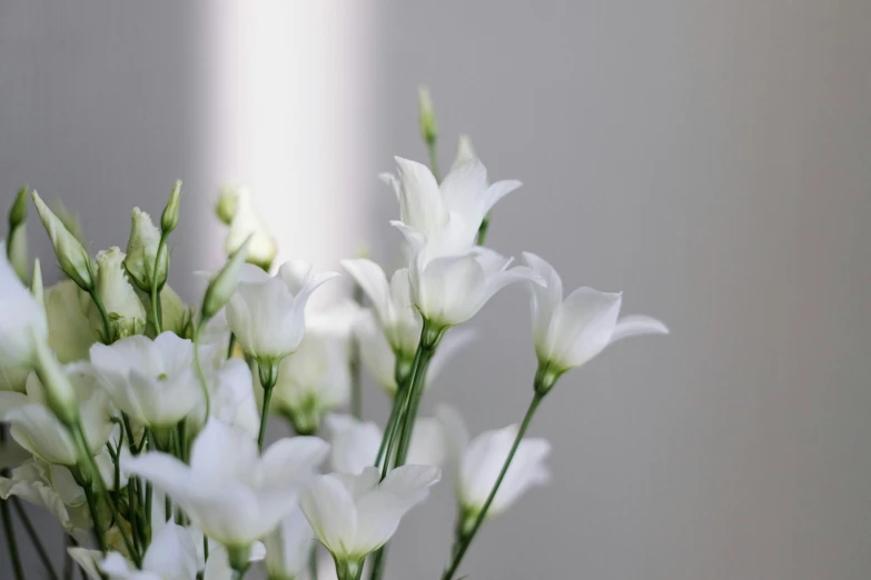 closeup s of beautiful white flowers in a vase