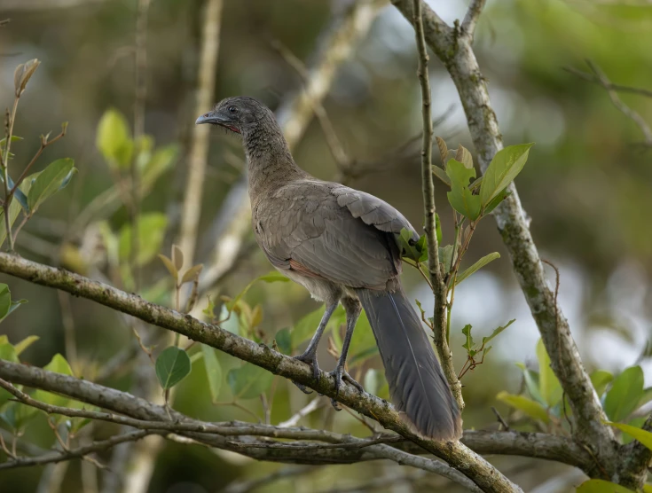 a bird perched on the top of a tree nch