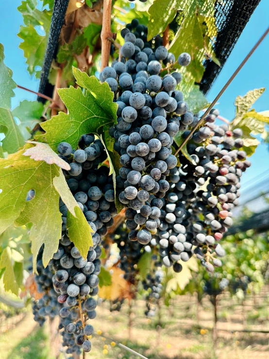 a cluster of red gs growing in a vineyard