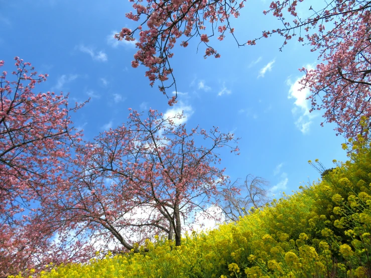 the trees are flowering with pink flowers and blue sky