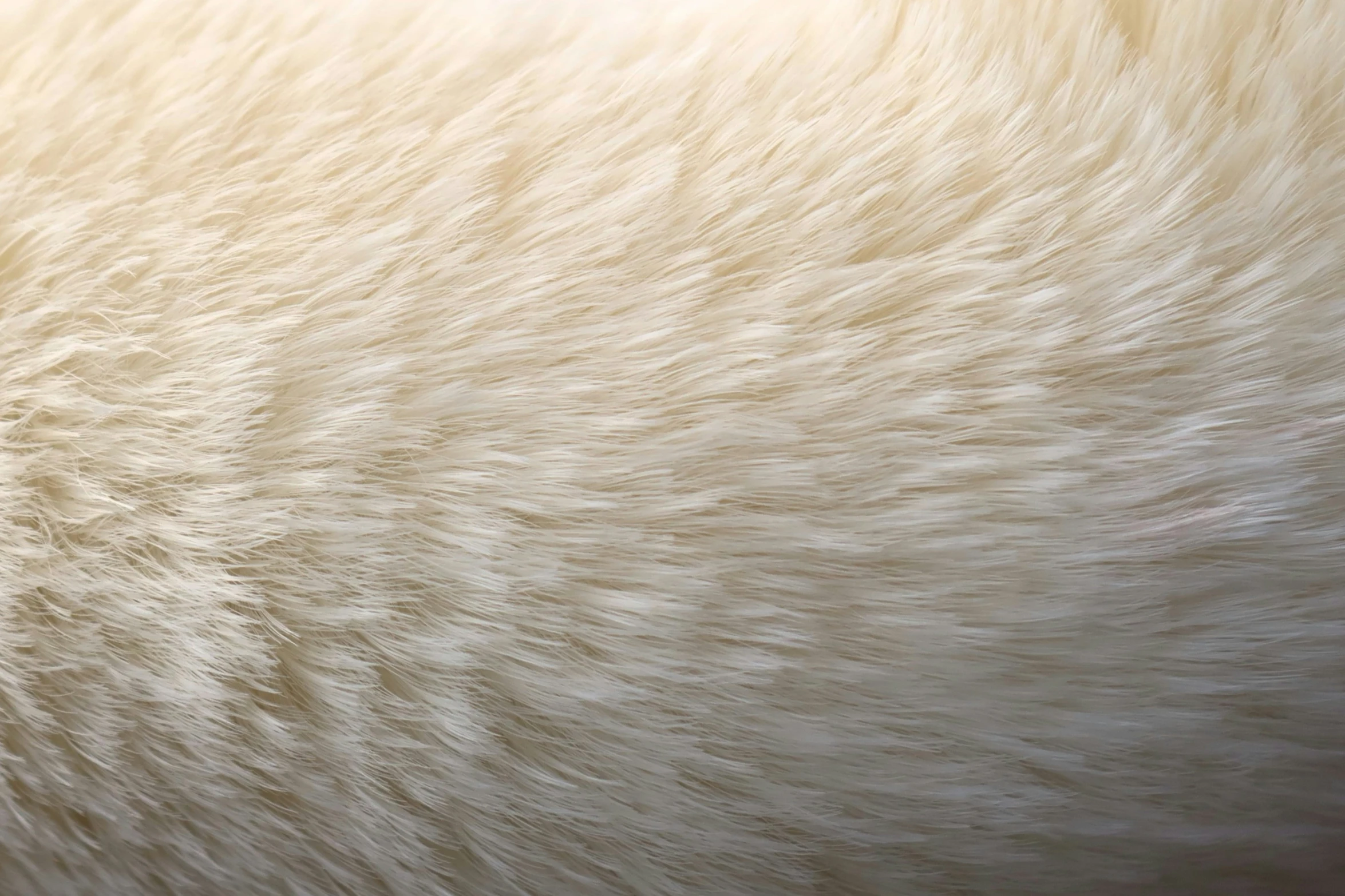 the texture of a cat's fur is pale and white