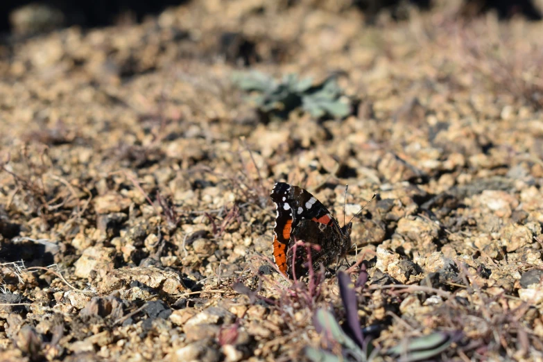 the small orange and black erfly is perched on rocks