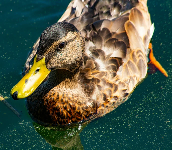 the duck is swimming in the pool alone