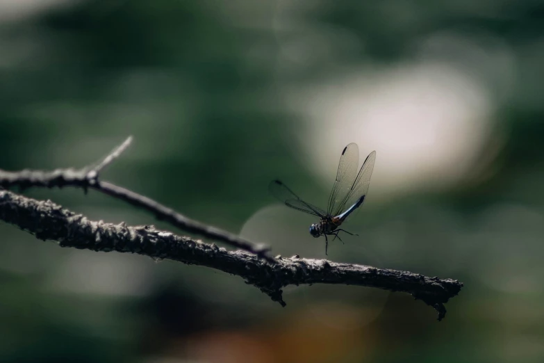 a dragon fly on the end of a tree nch