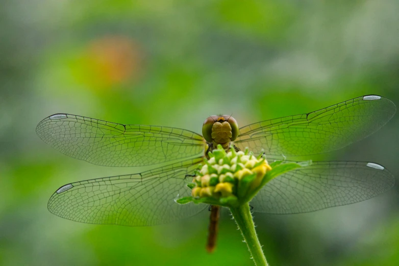 a close up view of a small insect resting on a flower