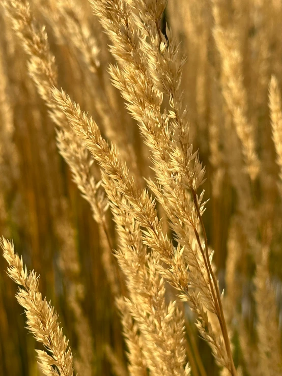 a small bird sitting on a tall, yellow grass