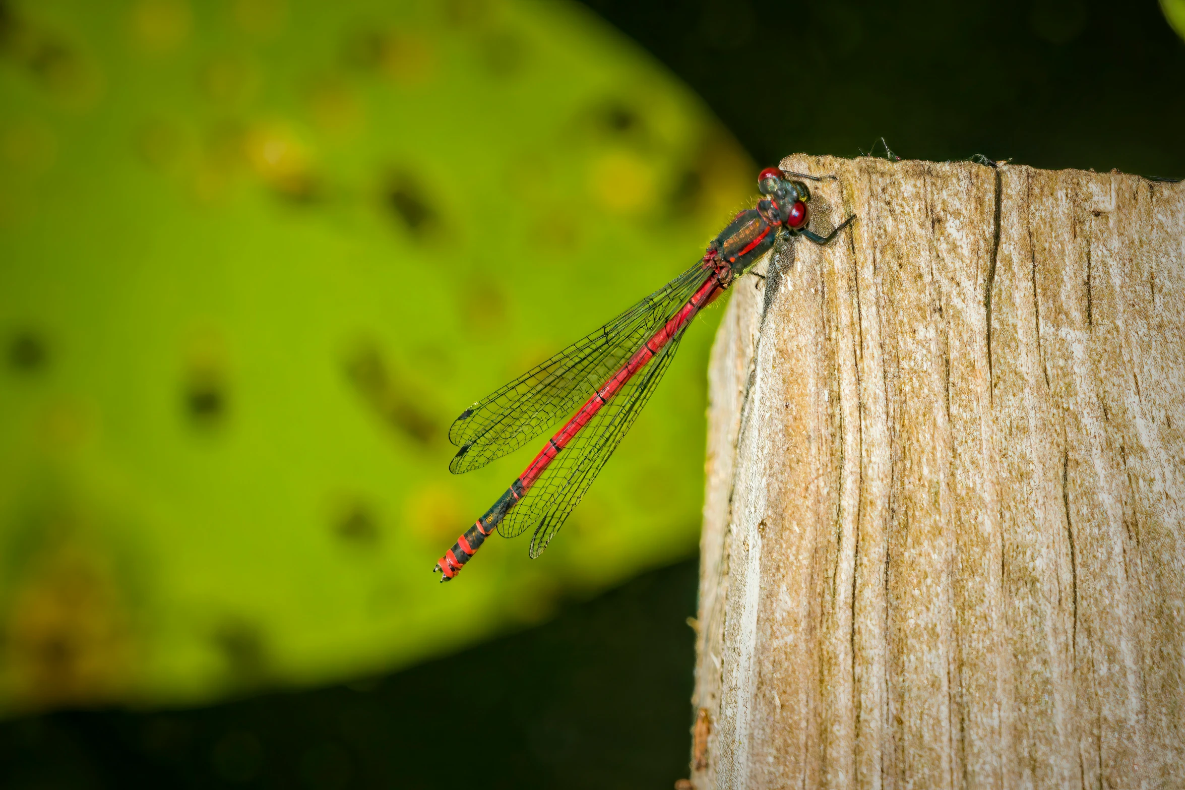 the dragon flys across the side of a wood