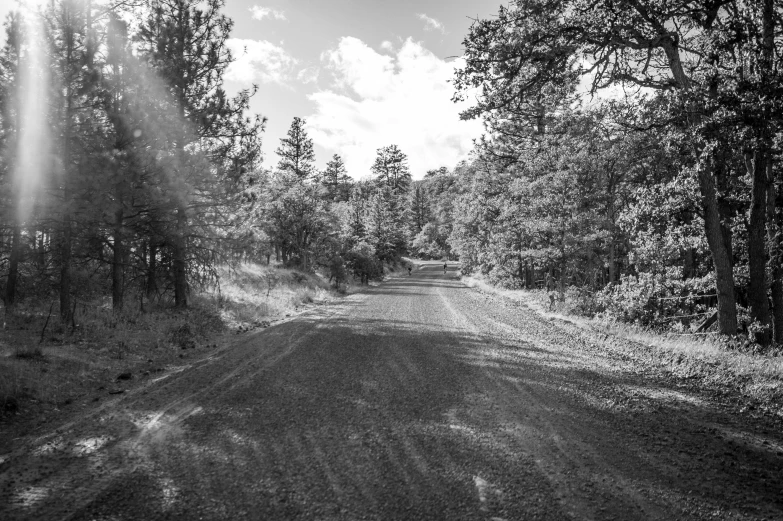 the sun breaks through the trees onto the empty dirt road