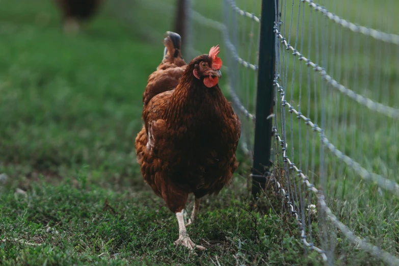 a chicken looking out over a wire fence