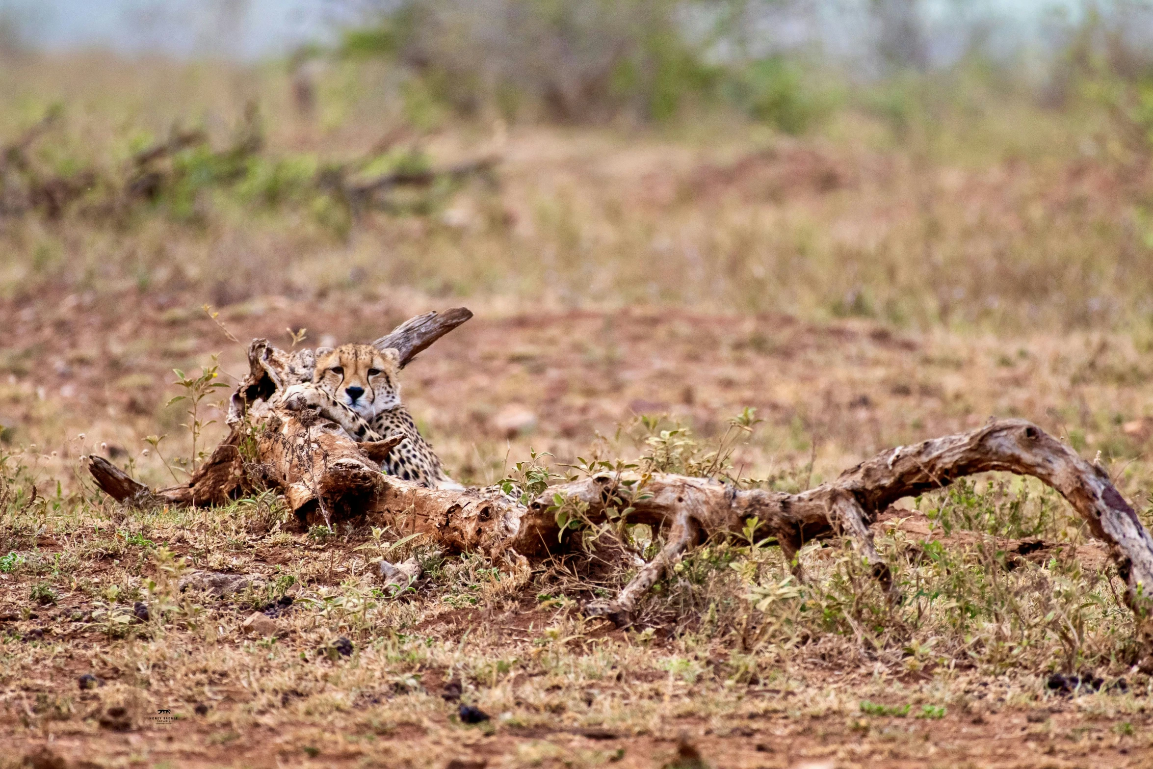 a cheetah is lying down in the grass and dead