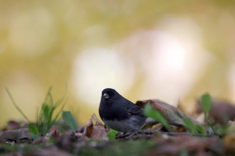 a black bird is standing on the grass