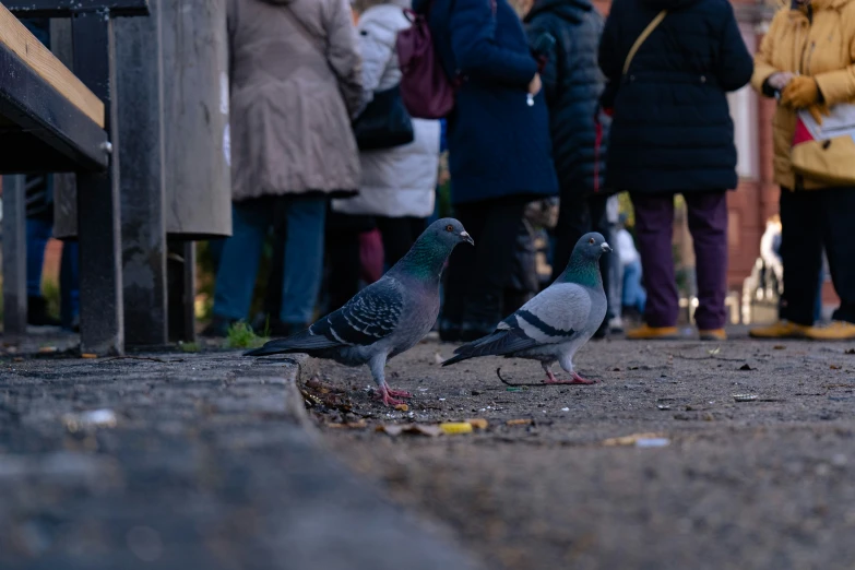 three pigeons perched on a rock in front of people