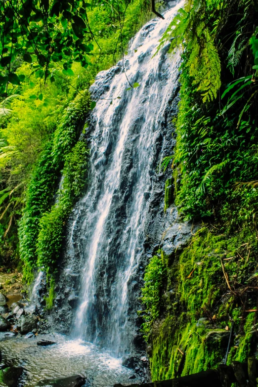 a waterfall surrounded by lush green plants and trees