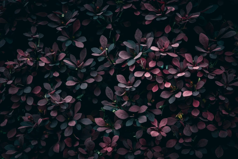 an image of purple leaves in the dark