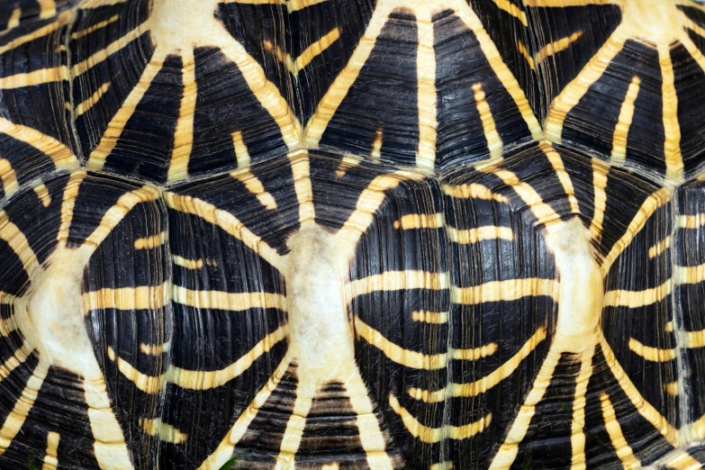 there is a picture of a very intricate pattern on this turtle