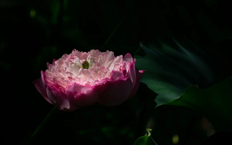 a light pink flower in the dark on a green leaf