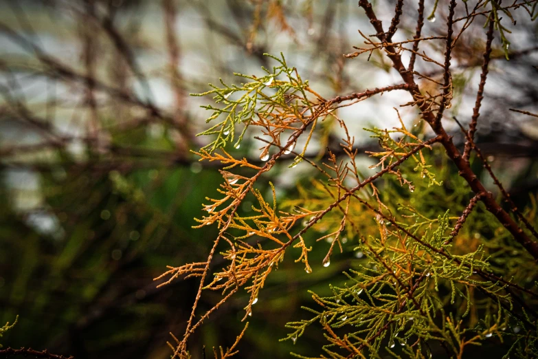 pine tree nches with drops of dew in autumn