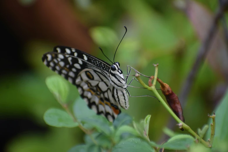 the erfly is perched on the twig that's attached to a plant