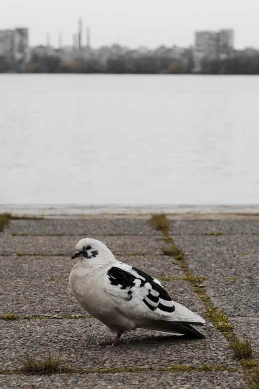 a seagull is standing near the water in the sand