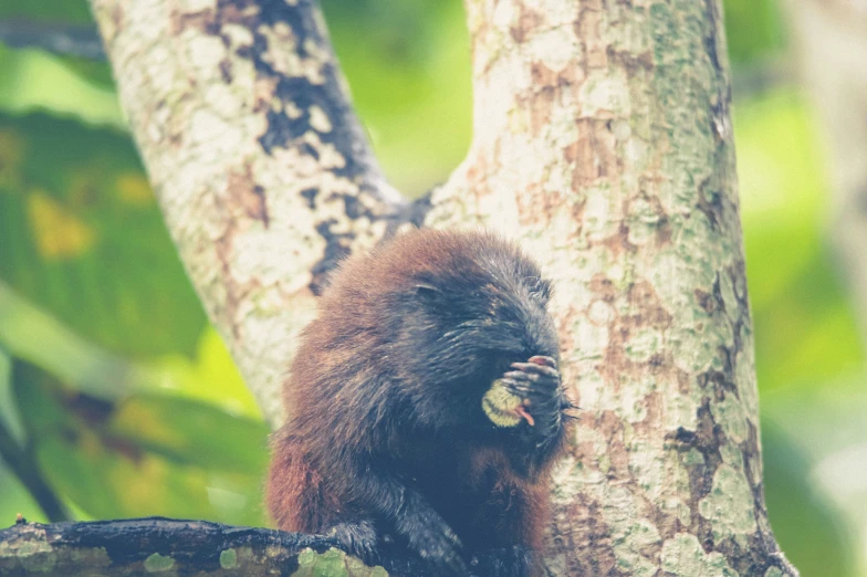 a monkey with a piece of food in its mouth