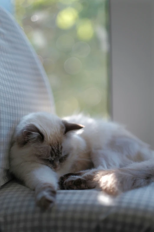 the cat is laying on the pillow on the window sill