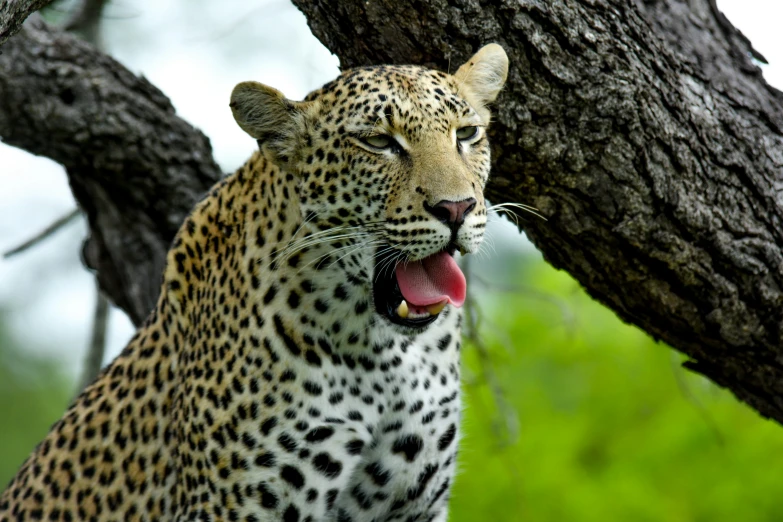 a leopard is sitting in the tree yawning