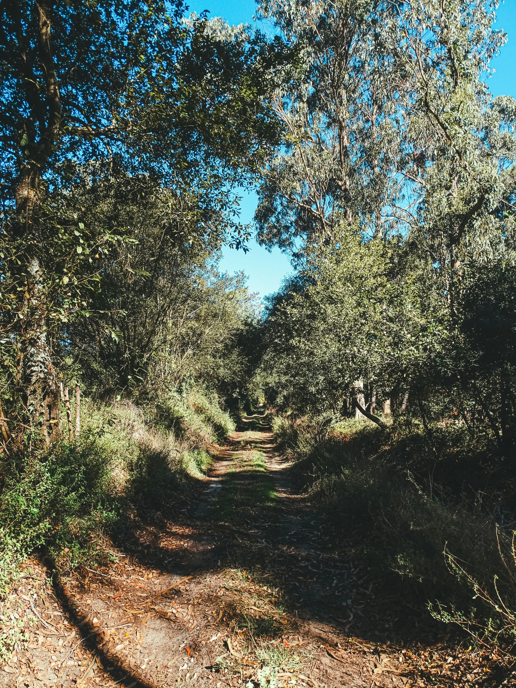 there is a fire hydrant in the middle of this trail