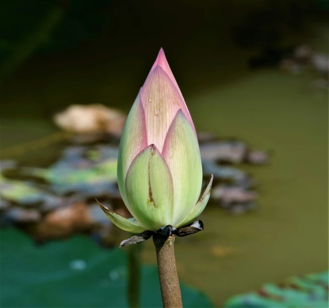 this is a pink lotus flower bud on a lake