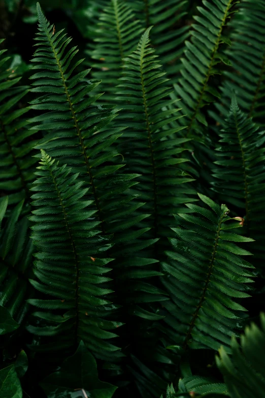 close up of green leafy plant with black and white background