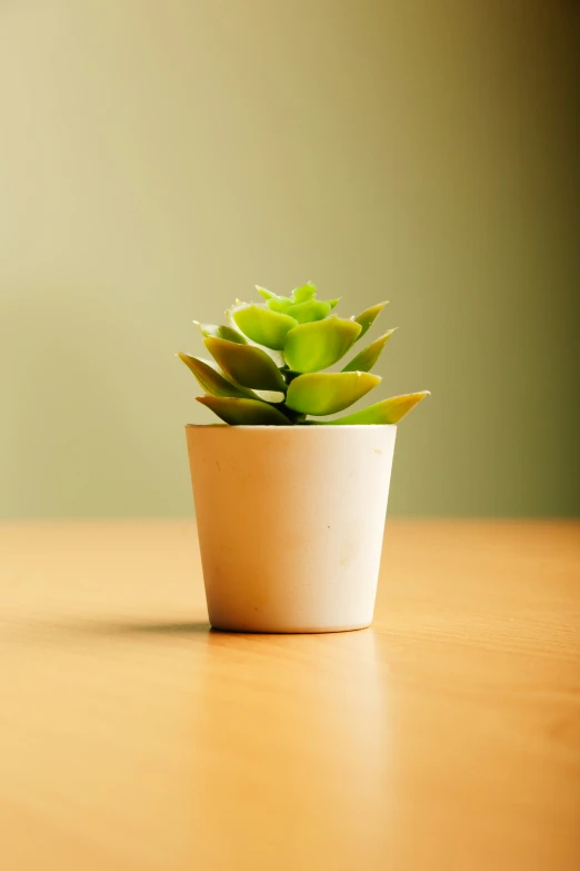 a potted plant on a table in a room