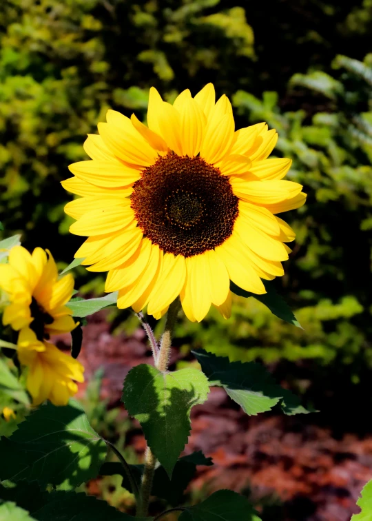 a large sunflower on a sunny day with forest in the background