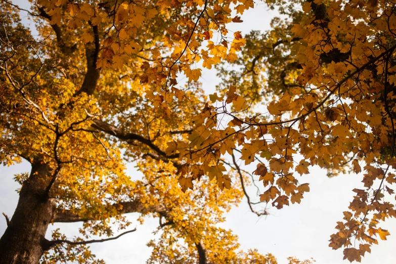 a tree with lots of yellow leaves