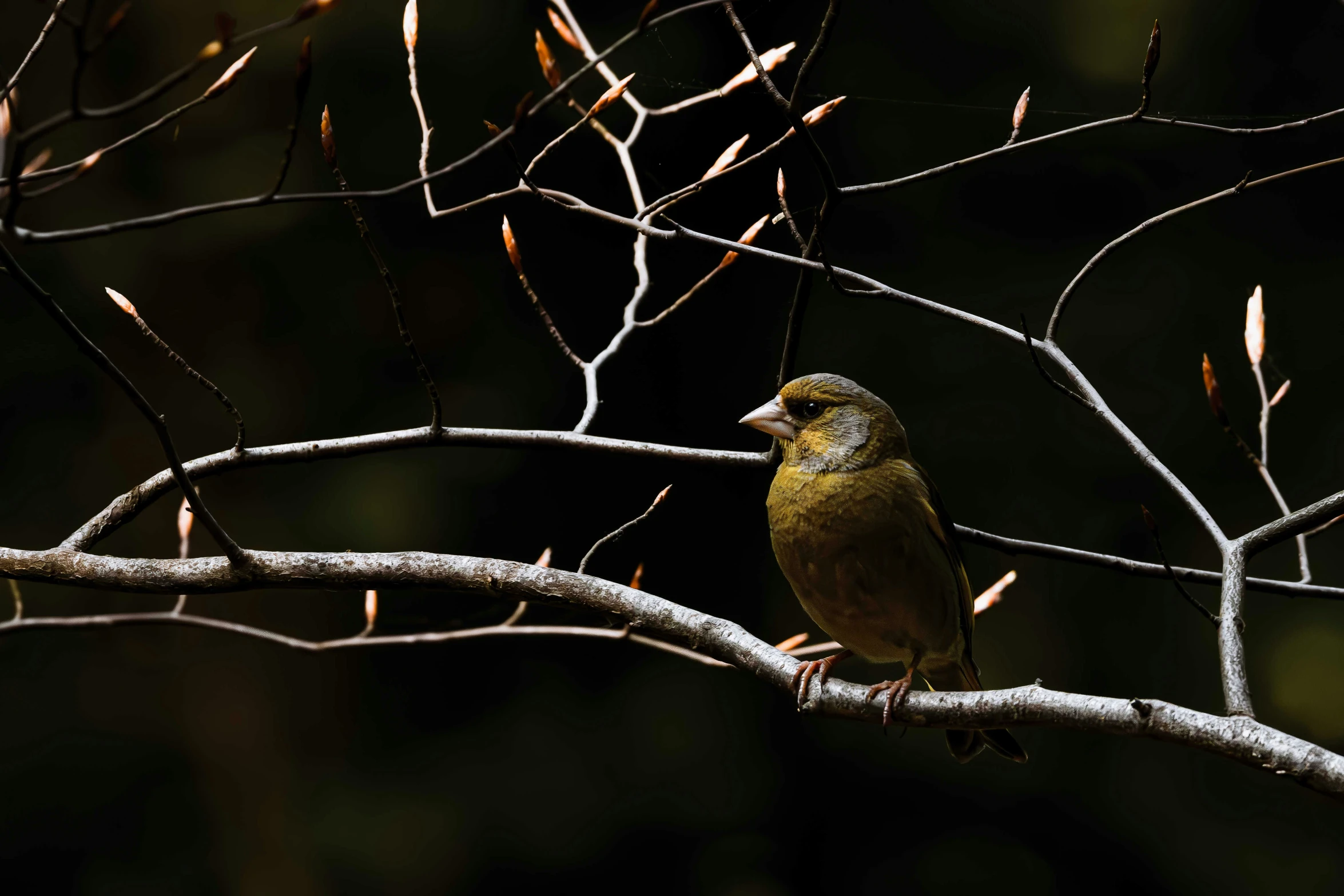 a small bird perched on a bare tree nch