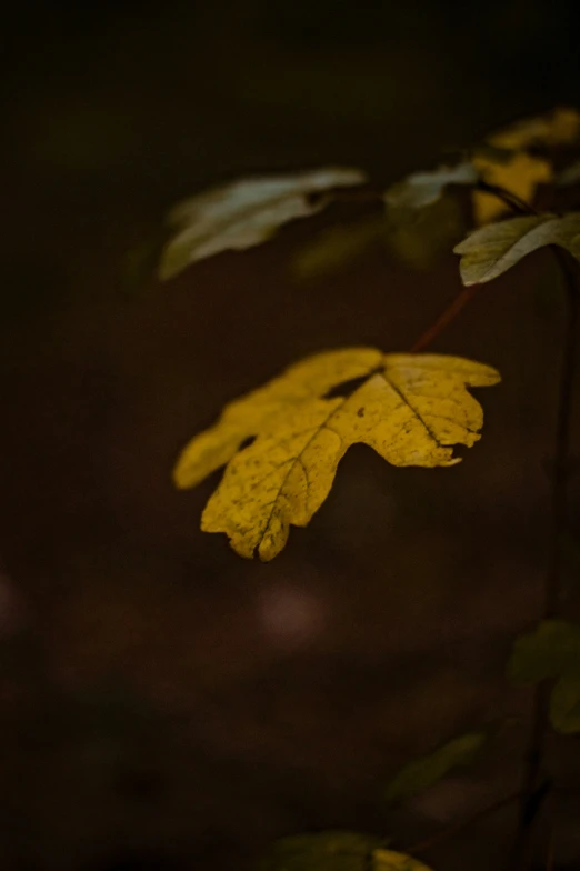 a leaf that is on the ground in a dark area