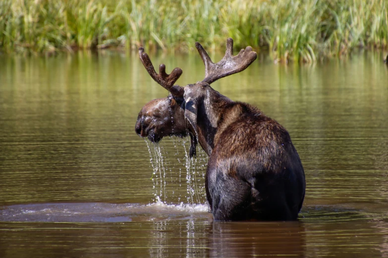 a moose is wading through the water