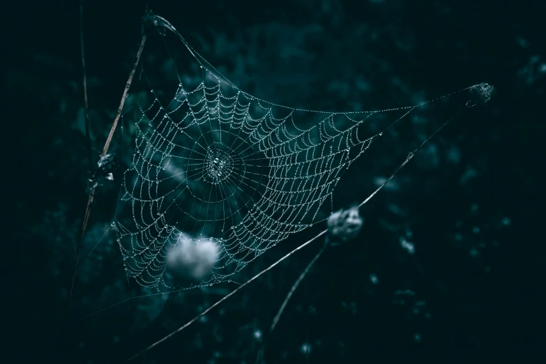 a spider web in the middle of dark forest