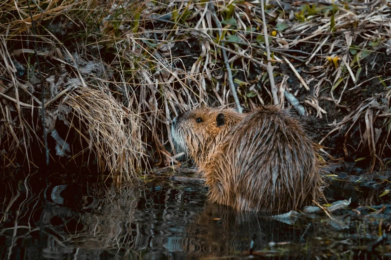 a close - up of a beaver standing in the water