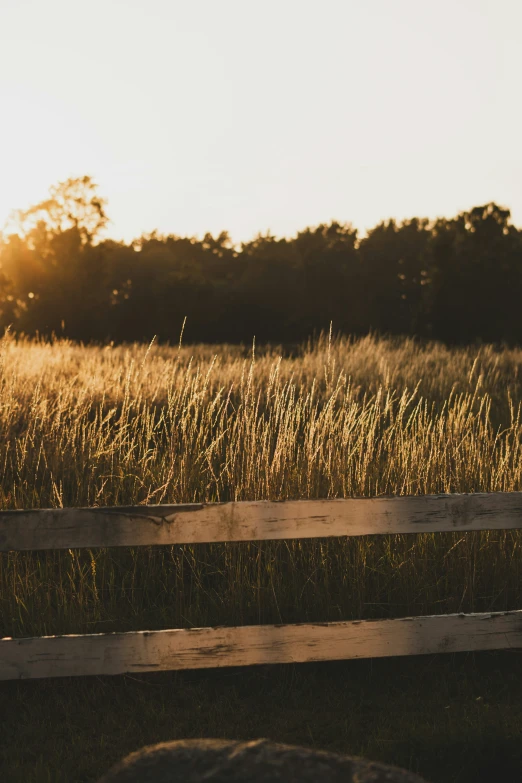 an image of the field with tall grass in the foreground