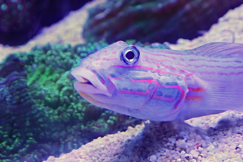 a purple fish with black eyes and red markings