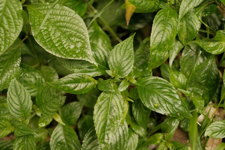 an image of some leaves that are green