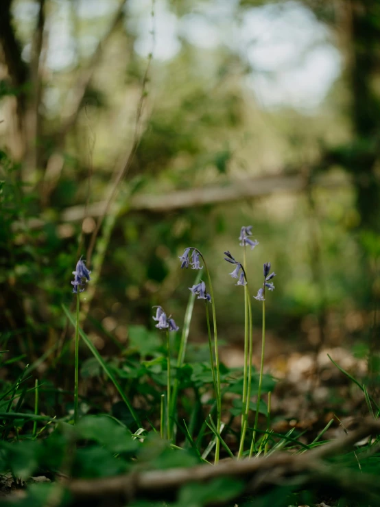 purple flowers growing in the middle of the woods