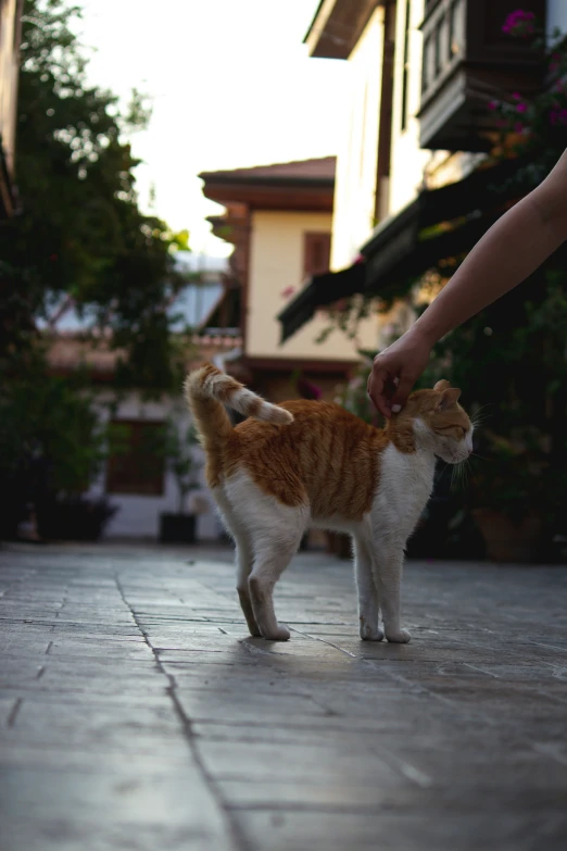 the cat is getting petted by the person outside