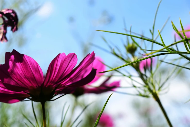 a close up of flowers and a erfly